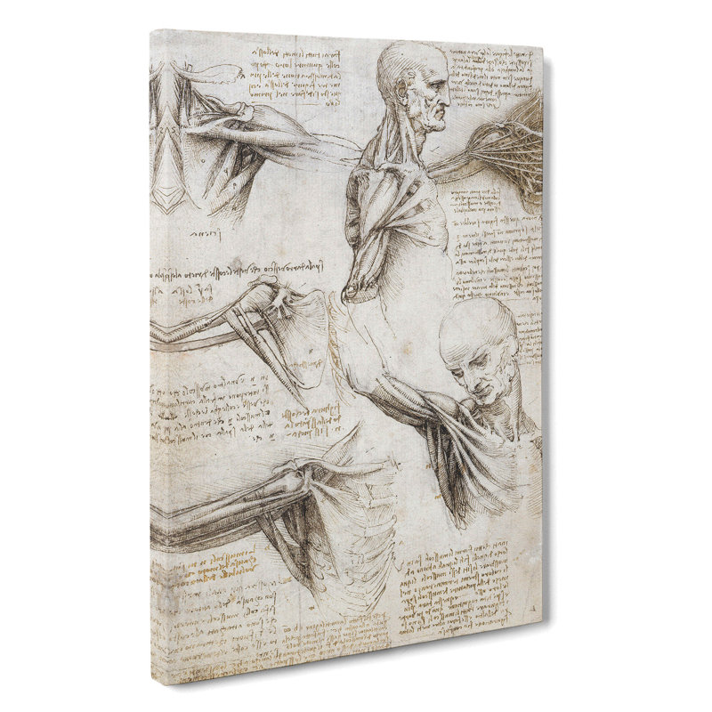 Human Anatomy Vol.3 by Leonardo Da Vinci - Wrapped Canvas Painting, 60cm H x 40cm W x 3cm D