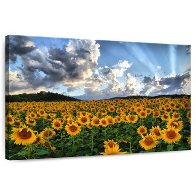 Champ de tournesols toscan Alvord