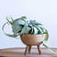 Pot de fleurs en terre cuite-540572595