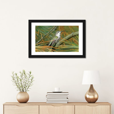 " Female Ruby Throated Hummingbird " by Brian Wolf