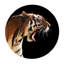 Tiger Print-24074486