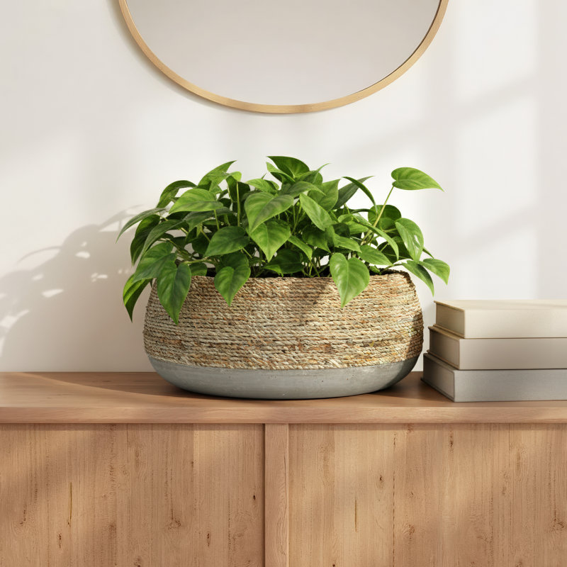 Mayzie Pot Planter