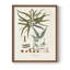 Botanical Society Ferns VIII, reproduction encadrée - bois massif-908099238-898456915