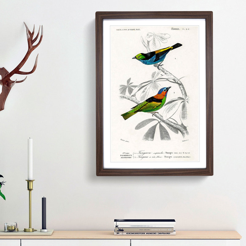 Bird Illustrations PL. 2C by Charles d Orbigny - Framed Print, 33cm H x 24cm W x 2cm D, Walnut Framed