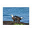 No Frame Print on Canvas-1002254582