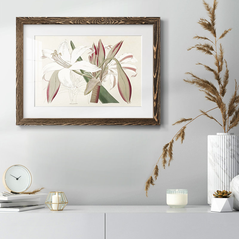 " Amaryllis Varietals II ", Walnut, 14" H x 20" W x 1.5" D