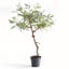 ENSEMBLE D'OLIVES 40 po