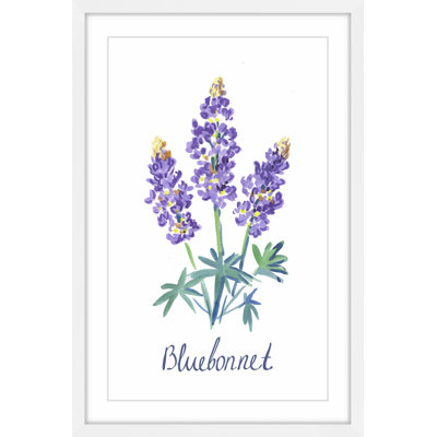 " Bluebonnet "