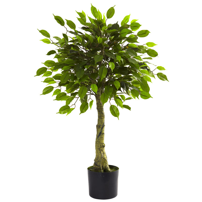 3 pi Ficus résistant aux rayons UV (intérieur / extérieur)