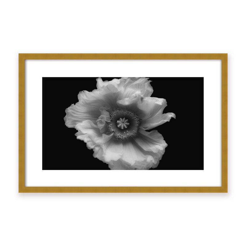 Nature Inspired Poppy in Mono by  - Picture Frame Photograph on Paper, 32" H x 48" W x 1.125" D, Framed Matted Print, Black