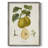 Vintage Pears III Framed Print - Solid Wood-2069180372