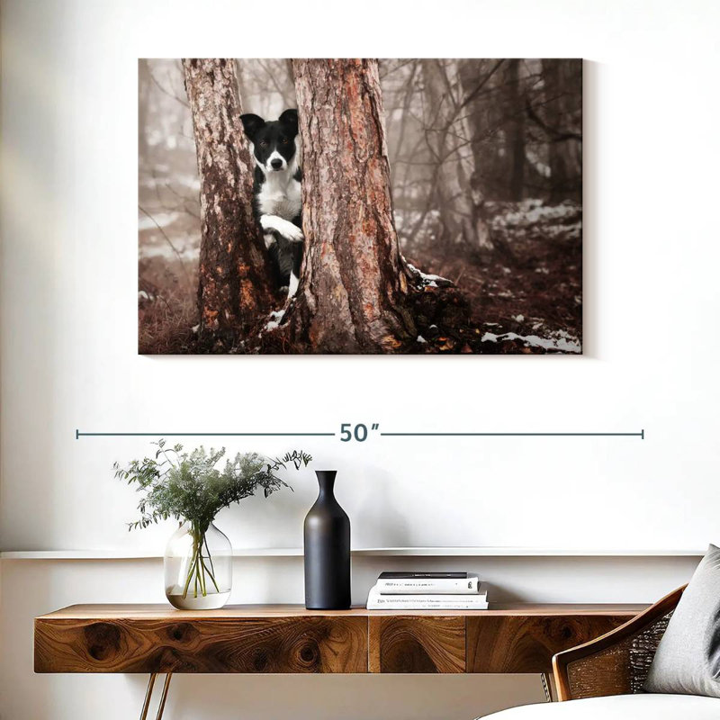 Border collie Brampt, H 26 po x l 39 po