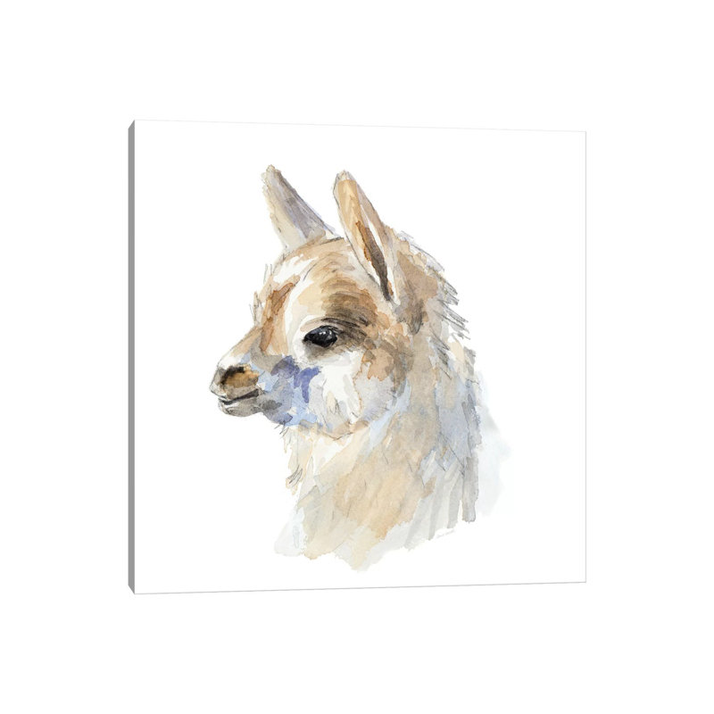 Side Portrait Llama by Lanie Loreth - Wrapped Canvas Painting, 30.48 cm H x 30.48 cm W