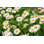 Champ de fleurs de camomille - photographie sur toile tendue