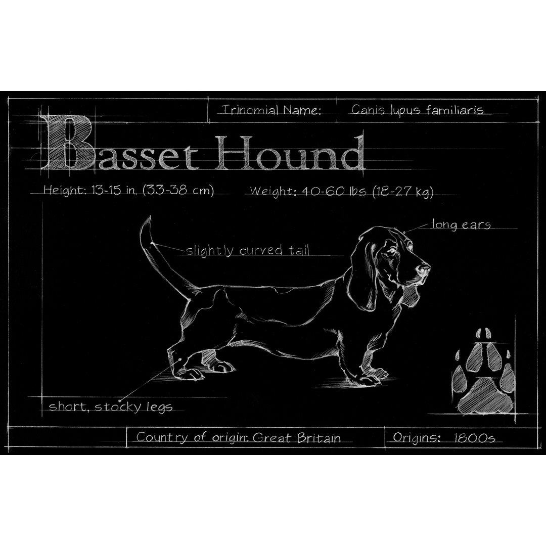 Leinwandbild Blueprint Bassett Hound von Ethan Harper