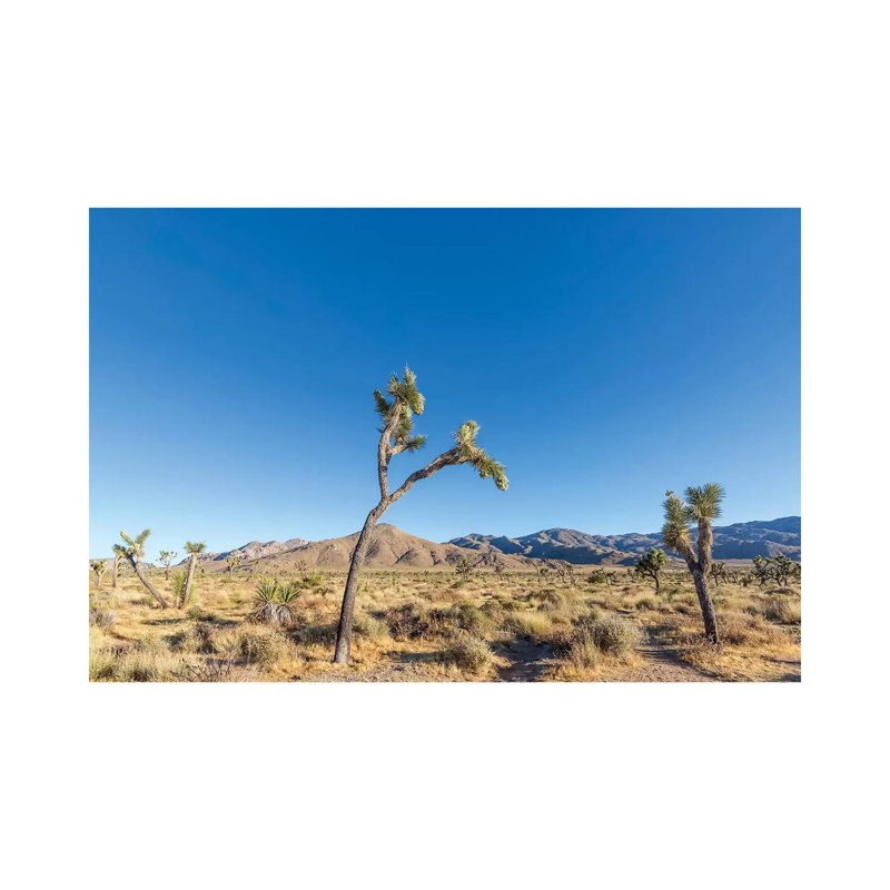 Scenic Joshua Tree National Park 1 Piece Wrapped Canvas Wall Art, 20.32 cm H x 30.48 cm W