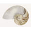 Sea Shell 7 Print-931594486-897440032