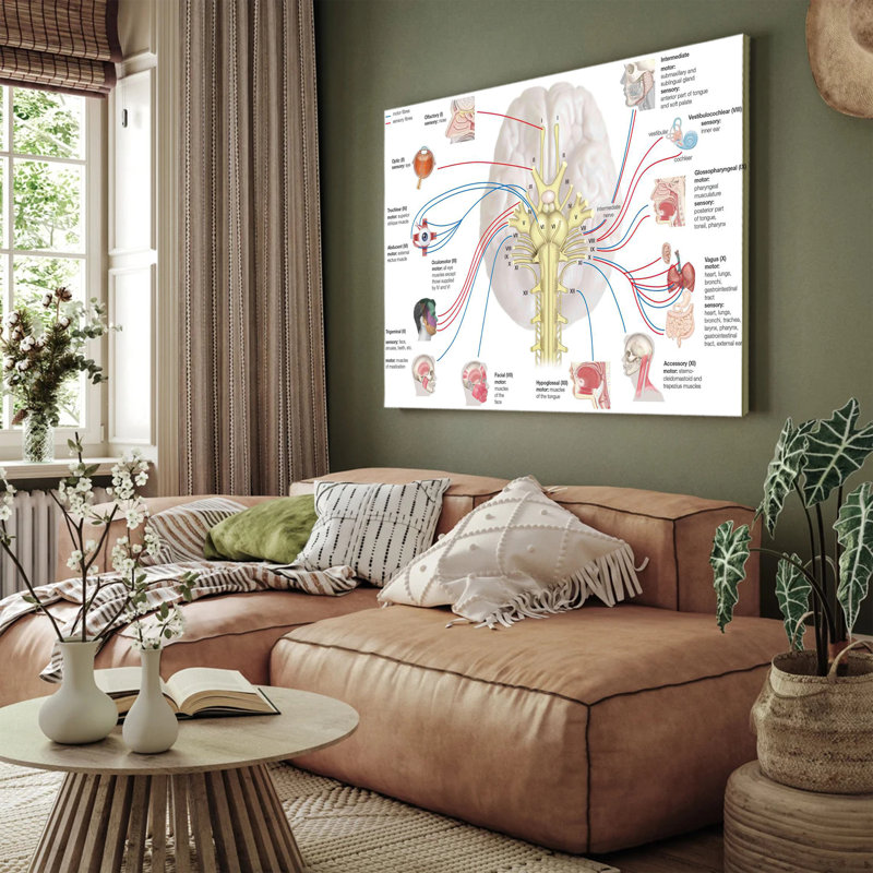 Brain nerve function chart brain anatomy pathology poster, 16x24inch