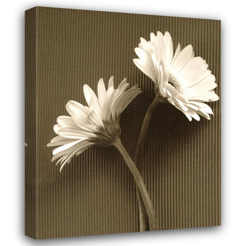 Gerbera fraîche Fresh Cut Daisy IV, H 46 po x l 36 po