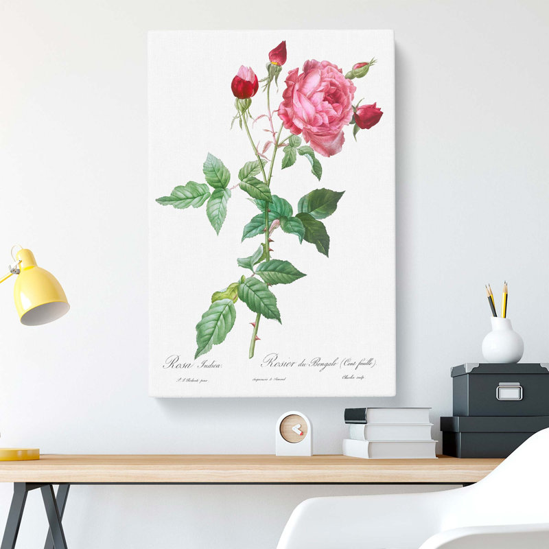 Provence Rose In Pink by Pierre-Joseph Redoute - Wrapped Canvas Print, 50cm H x 35cm W x 3cm D