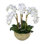 Small Phalaenopsis Orchids, 6 Stems, in Mossed Bowl