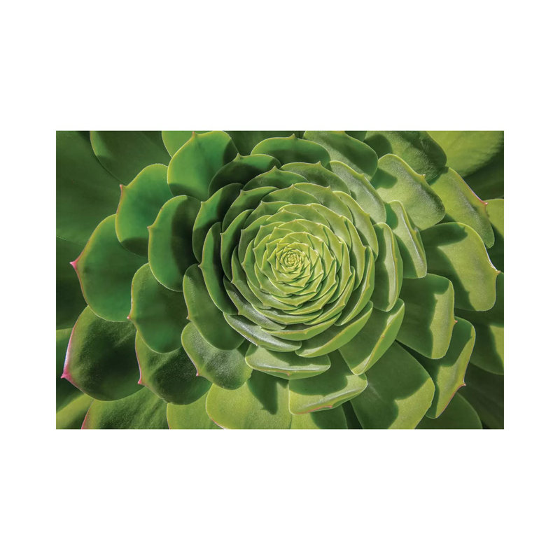 Green Succulent Spiral by Barbara Markoff - Wrapped Canvas Print, 101.6 cm H x 66.04 cm W x 1.91 cm D