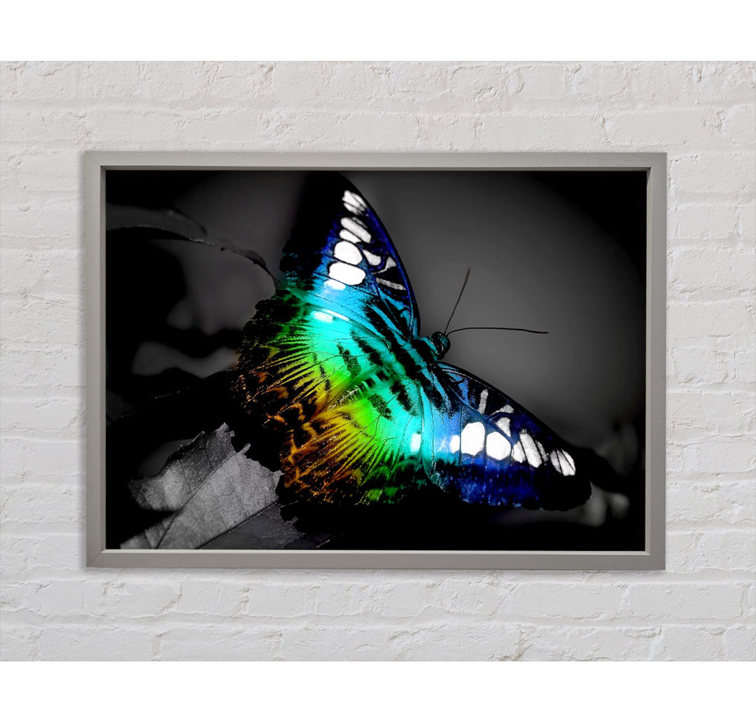 Bright Butterfly - Einzelner Bilderrahmen Kunstdrucke auf Leinwand