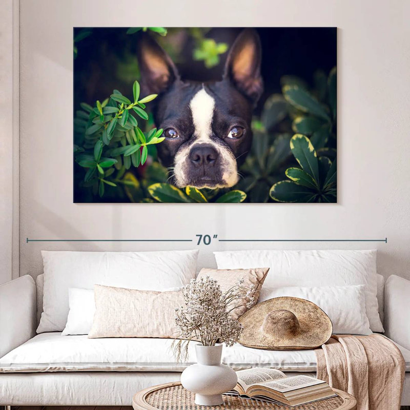 Brampt Boston Terrier Hiding, 34" H x 51" W