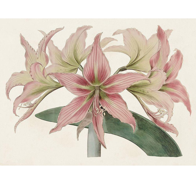 Art sur toile tendue Red Barrel Studio® Ridgeway Gallery: Amaryllis Varietals I