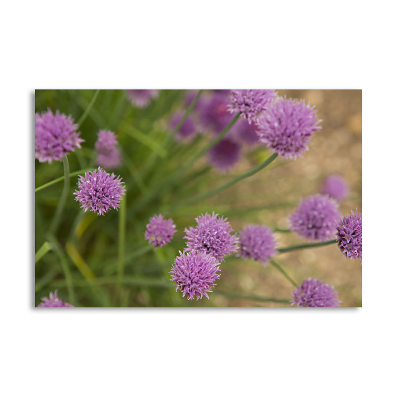 « purple fleur ball i », reproduction de photo, H 16 po x l 24 po x P 0,01 po, Papier