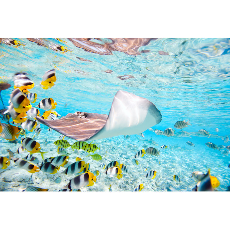 Borabora Underwater - Wrapped Canvas Print, 30cm H x 46cm W x 3.8cm D