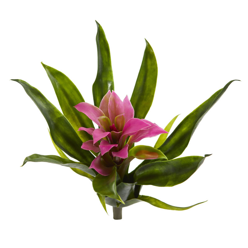 Tiges de bromeliad, Rose