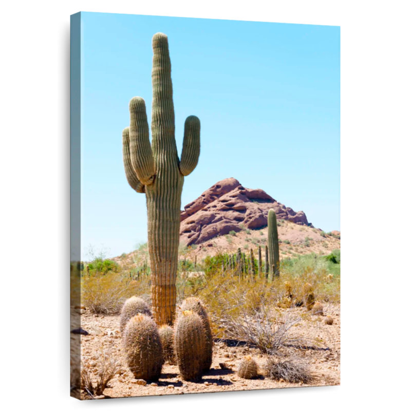 Harnek le cactus géant, H 30 po x l 20 po