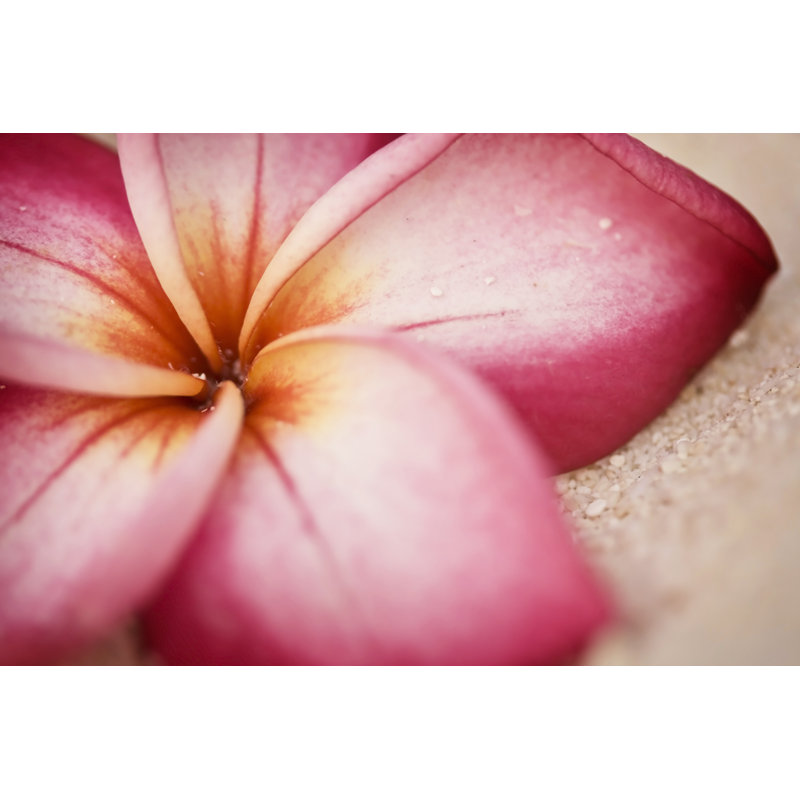 Fleur de plumeria sur la plage par Naomiwoods, H 20 po x l 30 po