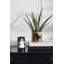 Vase Witching Hour 4,25 po x 3,75 po x 6 po