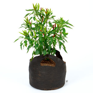 Pot Planter