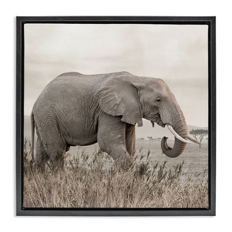 Éléphant se promenant dans la savane, Cadre flottant noir de jais, H 18 po x l 18 po