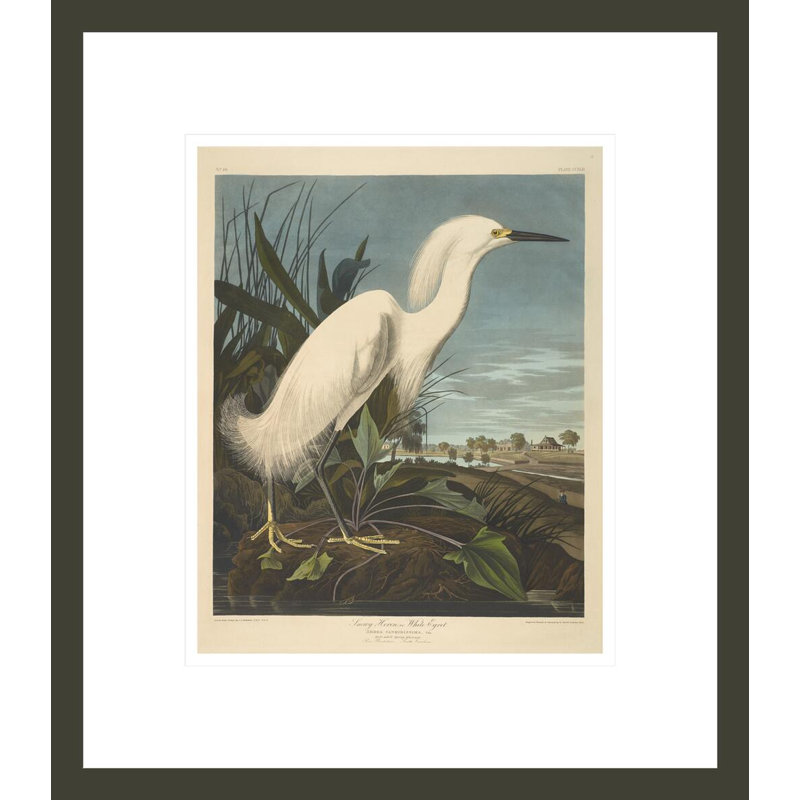 «Snowy Heron or Egret from The Birds of America» par John James Audubon, impression giclée encadrée, H 15,75 po x l 13,75 po