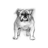 Study Of A Dog I Print by Emma Brooks
