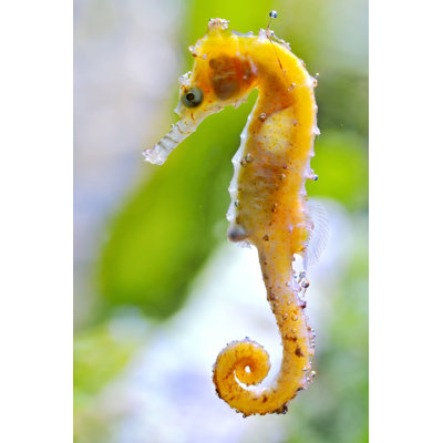 Seahorse by Freder