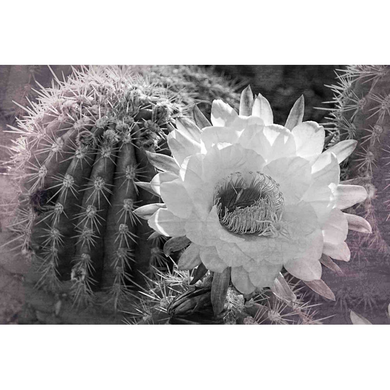 Desert Queen 1 Piece Wrapped Canvas Wall Art, 102cm H x 152cm W
