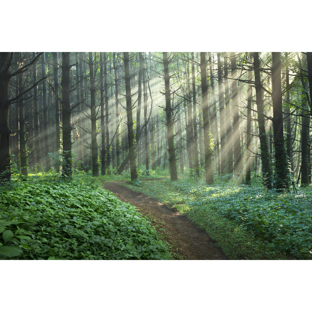 Path Through An Enchanted Forest von Drnadig - Kunstdrucke auf Leinwand ohne Rahmen