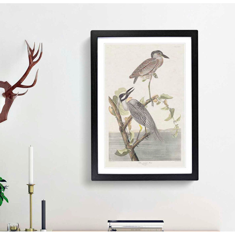 Yellow-Crowned Heron by John James Audubon - Picture Frame Art Print, 48cm H x 36cm W x 2cm D, Black Framed