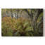 Fougères d'automne - Cavas enveloppés de galerie-120808882