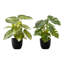Ensemble de 2 plantes vertes en soie artificielle Monathera Calathea 13 po