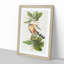Mangrove Cuckoo by John Audubon - Framed Print-55575672-55575673