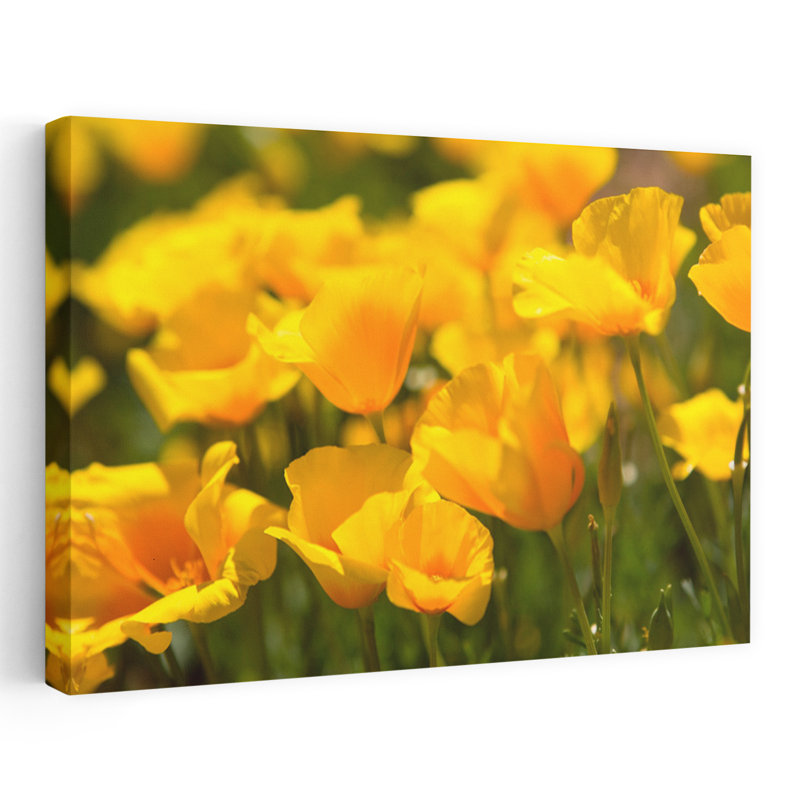 Fleurs de coquelicots du désert en fleurs délicates fleurs de pavot, H 40 po x l 60 po