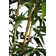 Panama 72" Artificial Bamboo Tree