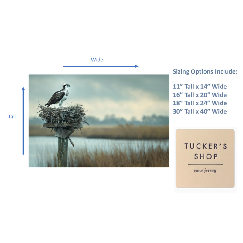Osprey Nesting Canvas Print, 16" H x 20" W