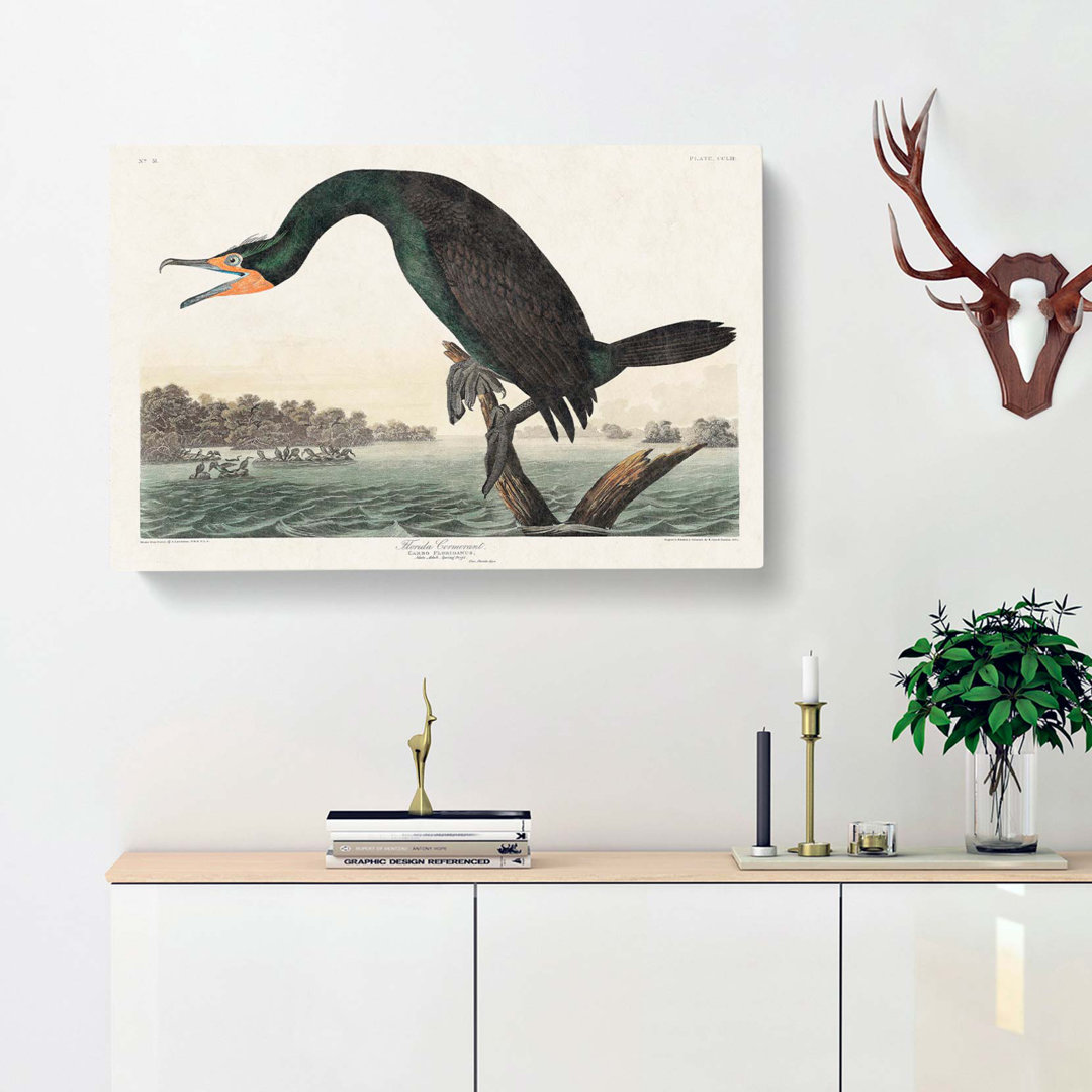 Florida Cormorant Bird by John James Audubon - Wrapped Canvas